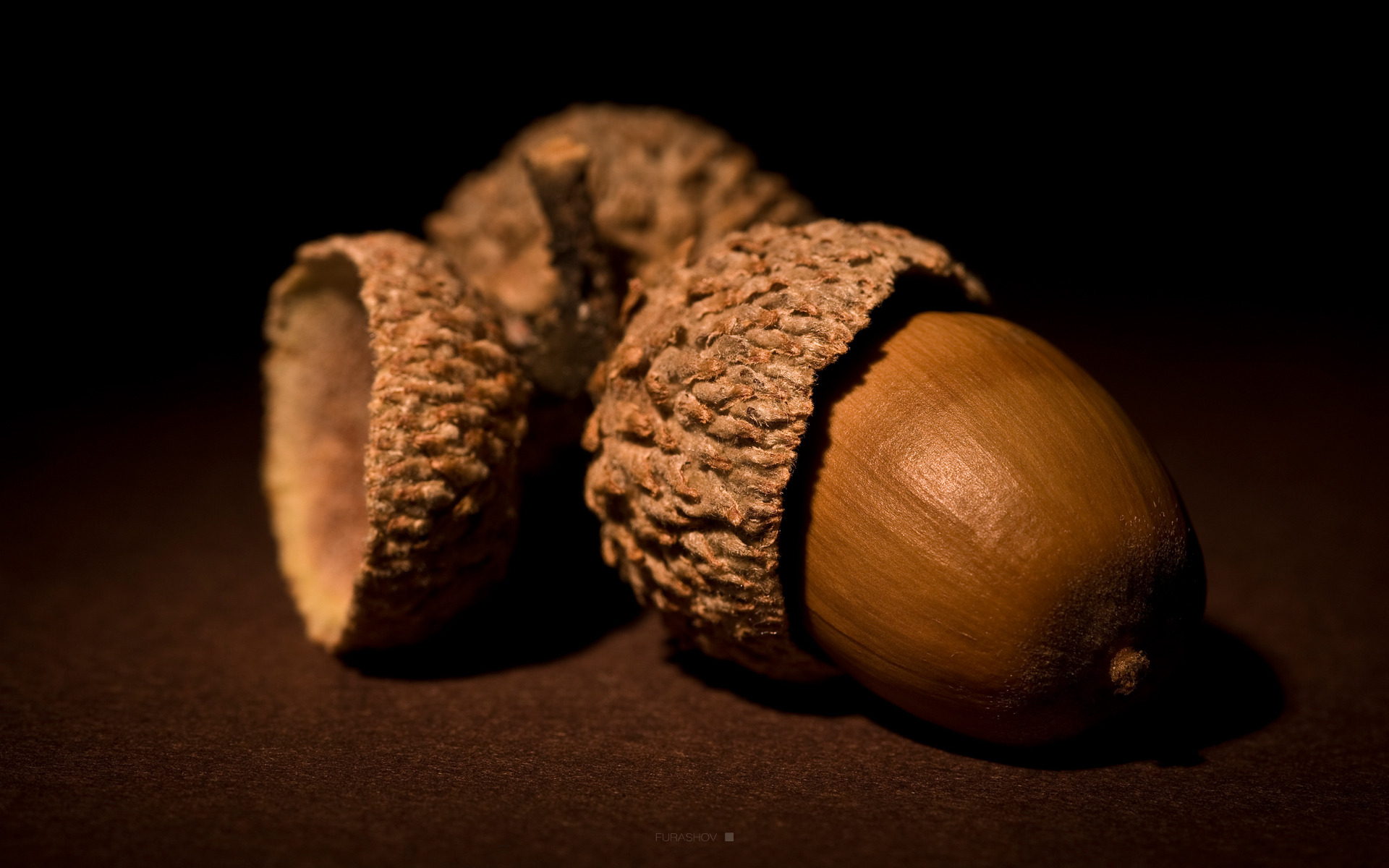 acorn-nuts-brown